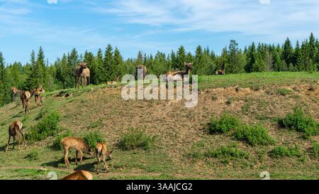 hirschmaral oder Wapiti spazieren auf einem Hügel mit grünem Gras an sonnigen Sommertagen. hirschmaral oder Wapiti liegen auf der Farm. Stockfoto