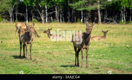 hirschmaral oder Wapiti spazieren durch die Rodung mit grünem Gras an sonnigen Sommertagen. Hirsche liegen am Waldrand. Stockfoto