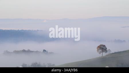 Ein Baum auf einem Hügel, umgeben von Nebel Stockfoto