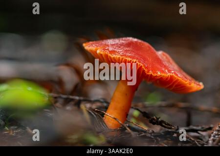 Crimson Waxcap, Hygrocybe punicea, entlang des Stout Memorial Grove Trail im Jedediah Smith Redwoods State Park, Redwood National Park, Kalifornien, USA Stockfoto