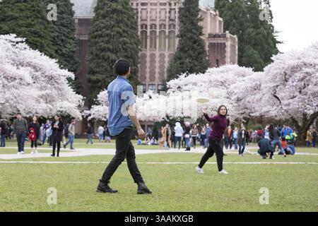 29. März 2018: Seattle, Washington, Vereinigte Staaten – Seattle, Washington: Studenten spielen Frisbee in der University of Washington Quad während der Blüte der Kirschbäume. Ursprünglich 1939 im Washington Park Arboretum gepflanzt, wurden die dreißig Yoshino Kirschbäume 1962 in das Liberal Arts Quadrangle verlegt, wo sie jedes Frühjahr Tausende von Besuchern anziehen. (Bild: © Paul Gordon via ZUMA Wire) Stockfoto