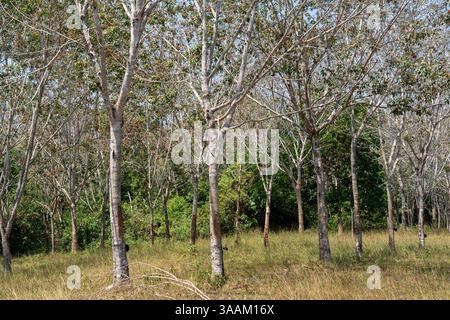 Hevea brasiliensis oder Para Gummibaum, Sharinga Baum, Seringueira ist blühende Pflanze. Milchlatex, der aus Bäumen gewonnen wird, ist die Hauptquelle für natürliches ru Stockfoto