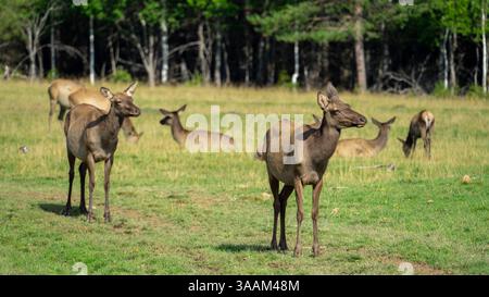 hirschmaral oder Wapiti spazieren durch die Rodung mit grünem Gras an sonnigen Sommertagen. Hirsche liegen am Waldrand. Stockfoto
