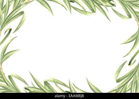 Zuckerrohr lässt Aquarellrahmen isoliert. Botanischer Rand aus grünem Laub oder Kräutern. Handgezeichnete Illustration von Bambusgrün Stockfoto