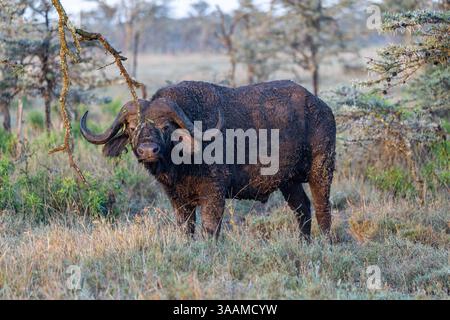 Der alternde, aber wilde Bulle Cape Buffalo mit Schlamm, der am ganzen Körper zum Schutz von Insekten verkleidet ist, gibt in Kenia einen bedrohlichen Blick Stockfoto