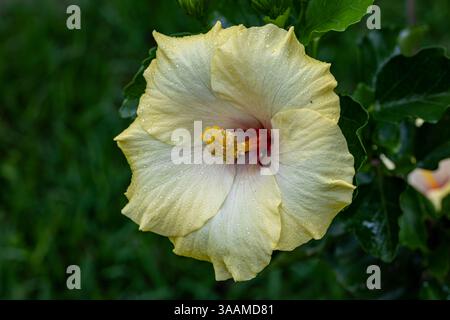 Herrlicher Regen durchnässt reife gelbe Hibiskusblüte in unserem Garten Stockfoto