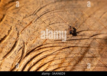 Nahaufnahme von Camponotus ligniperda, der braun-schwarzen Tischlerameise, einer gewöhnlichen Art, die auf einem Baumstumpf nistet Stockfoto