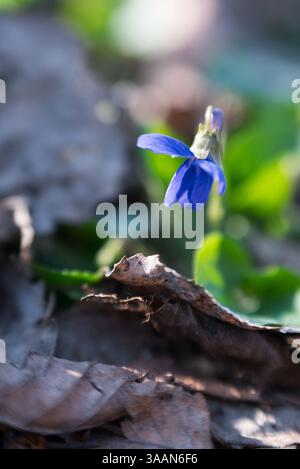 Nahaufnahme der Viola odorota, auch bekannt als gemein Veilchen, Holzviolett, süßes Veilchen oder Gartenviolett, eine der ersten Wildblumen des Frühlings Stockfoto