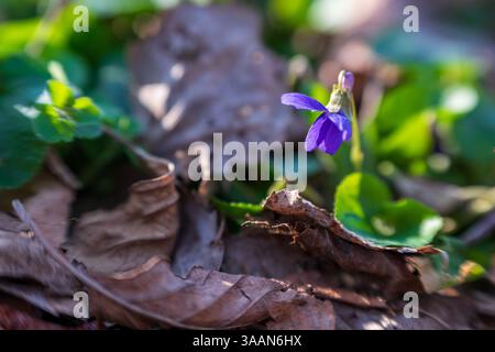 Nahaufnahme der Viola odorota, auch bekannt als gemein Veilchen, Holzviolett, süßes Veilchen oder Gartenviolett, eine der ersten Wildblumen des Frühlings Stockfoto