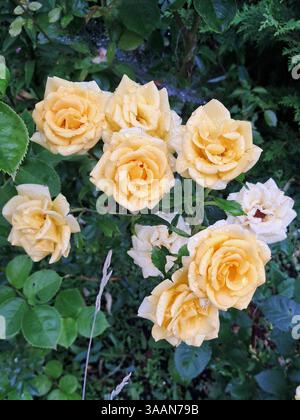 Eine Gruppe gelber Rosen mit Wassertröpfchen auf ihren Blütenblättern. Die Blumen sind von grünen Blättern umgeben, was auf eine Gartenumgebung hinweist. Das Tröpfchen Stockfoto
