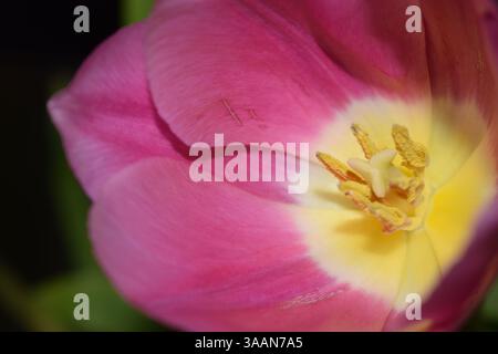 Ein Makrofoto des Inneren einer Blume, einer Tulpe. Die Blütenblätter haben einen violetten Farbton am Rand, mit einem weißen Kern in der Mitte, der von Yello umgeben ist Stockfoto