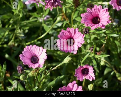 Dimorfoteca Blume, afrikanische Gänseblümchen Osteospermums. Stockfoto