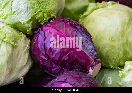 Rotkohl (Purpurkohl) auf grünem Eisbergsalat Stockfoto