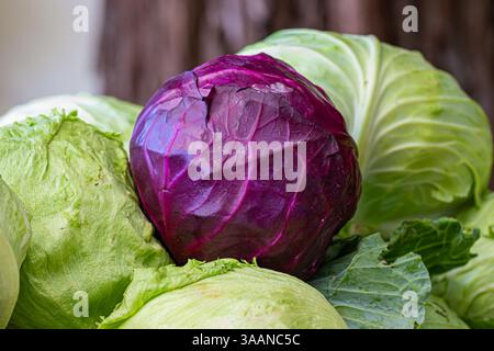 Rotkohl (Purpurkohl) auf Grünkohl und Eisbergsalat Stockfoto