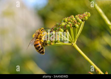 Mit Pollen bedeckte Honigbiene. Sitzt auf der Blume Stockfoto