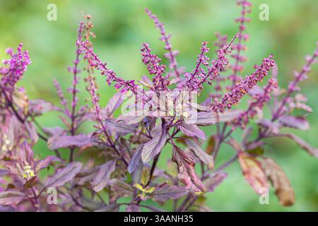 Thai heiliges Basilikum, Heiliges Basilikum, Tulsi, Tulasi (Ocimum tenuiflorum) rote Variante Stockfoto