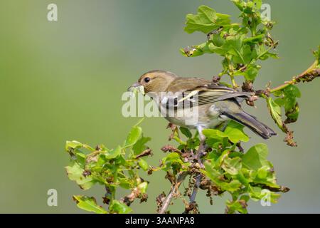 Gemeine Chaffinch (Fringilla coelebs) Weibchen mit Gefangenen Raupen im Baum, Nordholland, Niederlande. Stockfoto