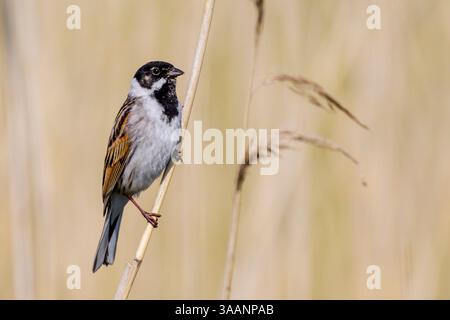 Reed Bunting (Emberiza schoeniclus) männlich auf Schilfstiel, Nordholland, Niederlande. Stockfoto