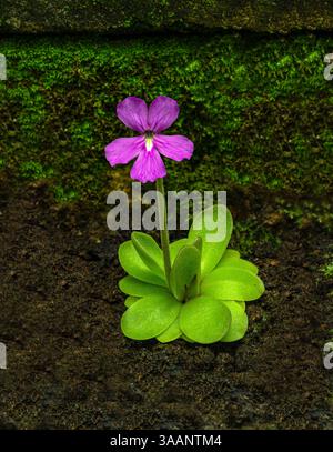 Blüte und Blätter einer mexikanischen Butterwürze (Pinguecula esseriana). Botanischer Garten, KIT Karlsruhe, Deutschland, Europa Stockfoto