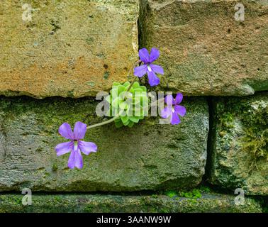 Blüte und Blätter einer mexikanischen Butterwürze (Pinguecula esseriana). Botanischer Garten, KIT Karlsruhe, Deutschland, Europa Stockfoto