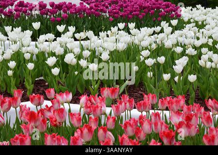 Ein Garten voller Tulpen, die in Reihen verschiedener Farben angeordnet sind: Rot, weiß und lila. Die Tulpen werden ordentlich gepflanzt, was eine Attraktion schafft Stockfoto
