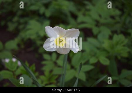 Eine einzelne weiße Narzissen-Blüte mit gelbem Zentrum vor einem Hintergrund von verschwommenem grünem Laub. Die Blütenblätter sind zart und leicht durchscheinend Stockfoto