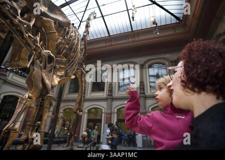 7. Dezember 2013 - Berlin, Berlin, Deutschland - Museum für Naturkunde, Naturkundemuseum Berlin. Paläontologisches Museum in Berlin Antike Dinosaurierskelette. Das Naturkundemuseum Berlin (Museum fÃ¼r Naturkunde) beherbergt eine große Auswahl an zoologischen, paläontologischen und mineralogischen Exemplaren. Das beliebte Berliner Museum rühmt sich auch, dass es den größten montierten Dinosaurier der Welt beherbergt. Es ist so groß, dass es mir unmöglich war, ein vollständiges Foto davon zu machen! Der Haupteingang des Museums hat mehrere Stufen, aber es gibt einen Seiteneingang, der besser zugänglich ist Stockfoto