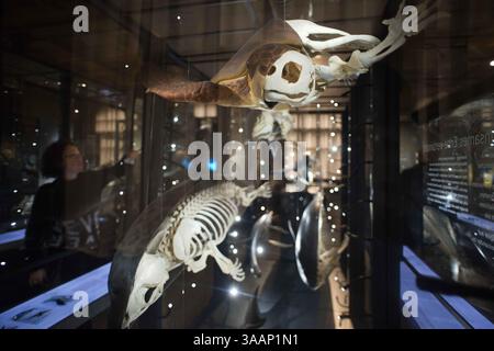 7. Dezember 2013 - Berlin, Berlin, Deutschland - Museum für Naturkunde, Naturkundemuseum Berlin. Paläontologisches Museum in Berlin Alte Skelette von Schildkröten und Delfinen. Das Naturkundemuseum Berlin (Museum fÃ¼r Naturkunde) beherbergt eine große Auswahl an zoologischen, paläontologischen und mineralogischen Exemplaren. Das beliebte Berliner Museum rühmt sich auch, dass es den größten montierten Dinosaurier der Welt beherbergt. Es ist so groß, dass es mir unmöglich war, ein vollständiges Foto davon zu machen! Der Haupteingang zum Museum hat mehrere Stufen, aber es gibt einen Seiteneingang, der besser ist Stockfoto