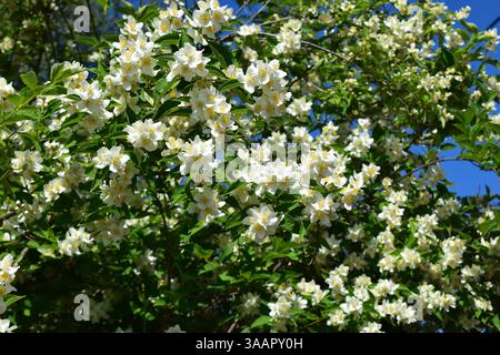 Eine üppige Gartenszene mit zahlreichen weißen Jasminblüten in voller Blüte vor dem Hintergrund grüner Blätter und eines klaren blauen Himmels. Die Blüten sind Cluster Stockfoto