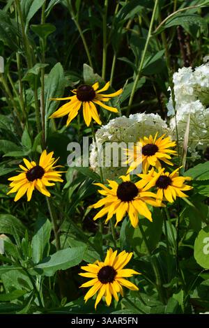 Eine Gruppe von Rudbeckia hirta gelben Blüten mit dunklen Zentren, umgeben von grüner Vegetation. Die Blumen ähneln Sonnenblumen, haben leuchtende Blütenblätter und Stockfoto