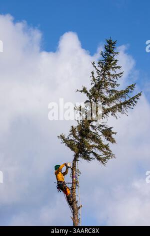 Arborist Stockfoto