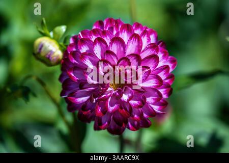 dahlia 'Little Robert' Blume Stockfoto
