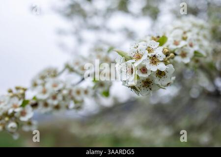 Frühlingsblüte Stockfoto