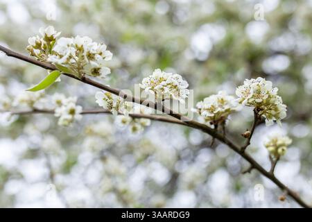 Frühlingsblüte Stockfoto