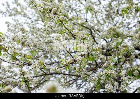 Frühlingsblüte Stockfoto