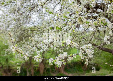 Frühlingsblüte Stockfoto