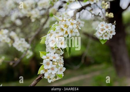 Frühlingsblüte Stockfoto
