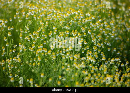 Frühlingsblüte Stockfoto