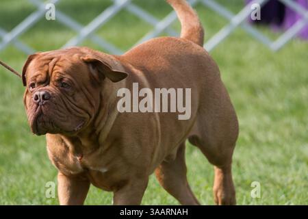Dogue de Bordeaux Nahaufnahme bei einer Hundeshow in New York Stockfoto