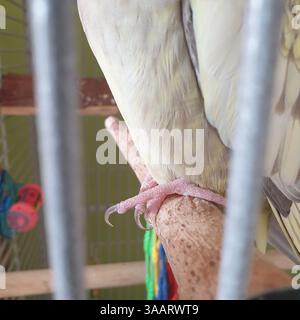Nahaufnahme eines gestreckten Zimtperlen-Kakatiel-Zehens Stockfoto