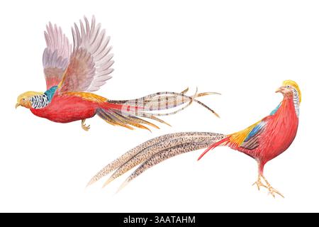 Fliegendes und stehendes goldenes Fasan Aquarell, isoliert auf weiß. Handgezeichneter exotischer Paradies-Vogel-Sketch-Stil, perfekt für Karten, Poster Stockfoto