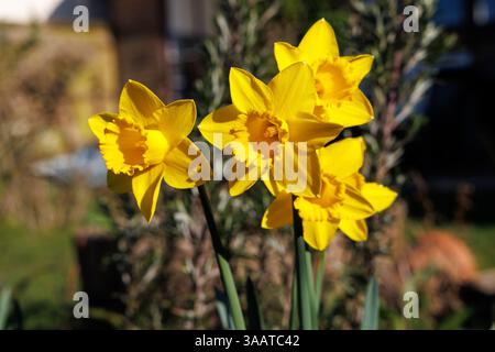 Gelbe Narzissen-Blüten wachsen im Frühling in einem Garten in Großbritannien Stockfoto