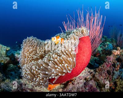 Ein gemeiner Clownfisch in der Seeanemone, Salomonen. Stockfoto