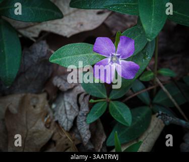Lila Blume blüht unter grünen Blättern in Naturwald-Umgebung Stockfoto