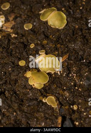 Ascobolus scatigenus Pilze, die auf Dung wachsen - Sao Francisco de Paula, Süd-Brasilien Stockfoto