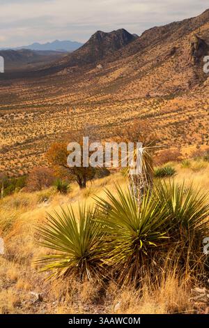 Huachuca Mountains mit Mountain Yucca (Yucca madrensis) vom Coronado Peak Trail, Coronado National Memorial, Arizona Stockfoto