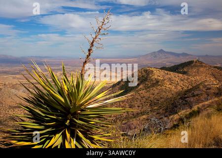 Huachuca Mountains mit Mountain Yucca (Yucca madrensis) vom Coronado Peak Trail, Coronado National Memorial, Arizona Stockfoto