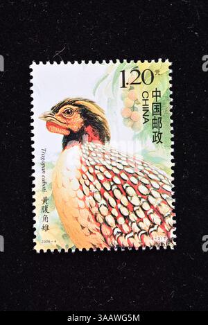CHINA - CA. 2008: In China gedruckte Briefmarken zeigen Vögel von China, ca. 2008 Stockfoto