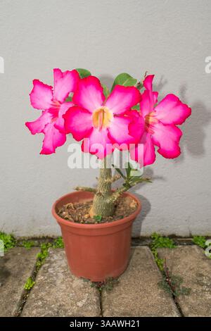 Wüstenrose (Adenium obesum) in Blüte mit großen rosa Blüten Stockfoto