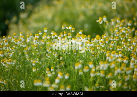 Frühlingsblüte Stockfoto